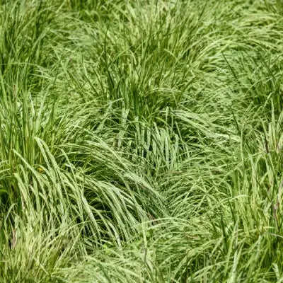 Lush Cherokee sedge grass swaying in dense green field