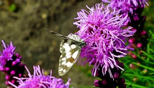Delicate white black butterfly on blazing star flower