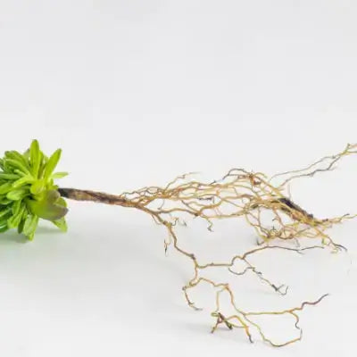 Light green bareroot succulent with brown stem and golden-brown roots