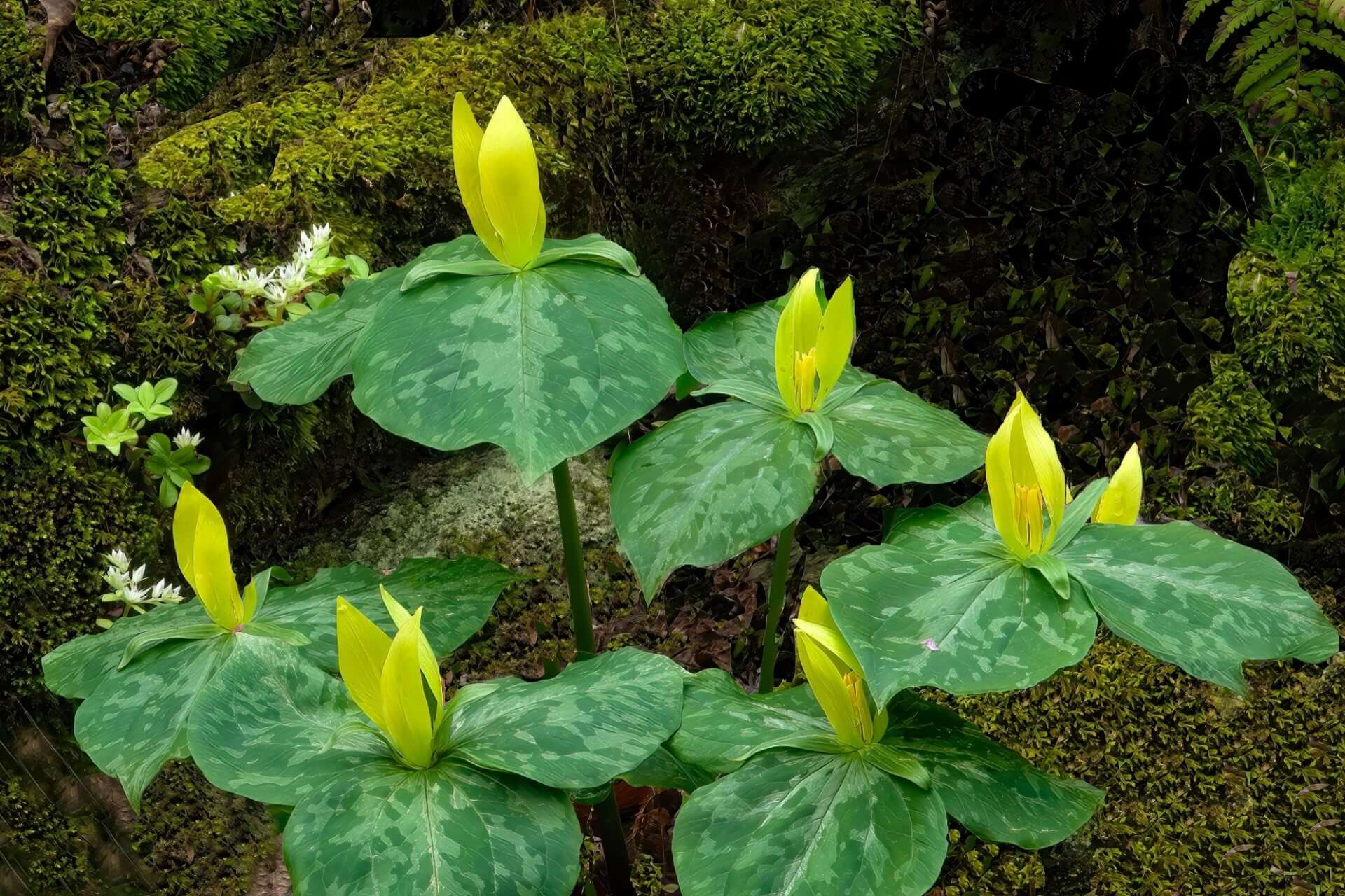 Yellow trillium flowers with mottled leaves in mossy forest, Exploring Yellow Trillium