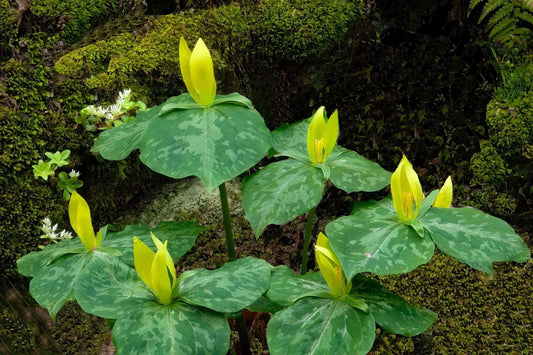 Yellow trillium flowers with mottled leaves in mossy forest, Exploring Yellow Trillium