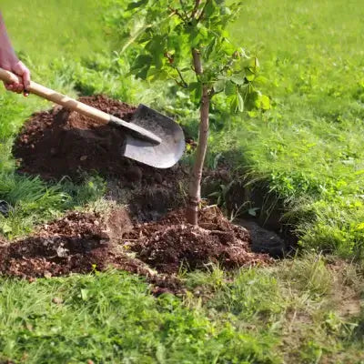 Digging soil around young tree with metal shovel and wooden handle