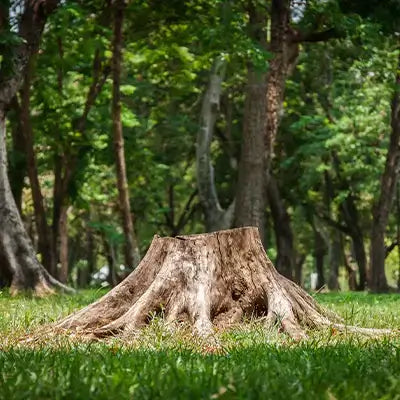 Weathered light brown tree stump with roots in grassy clearing