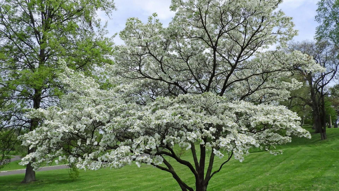 Graceful white dogwood tree in full bloom in grassy park