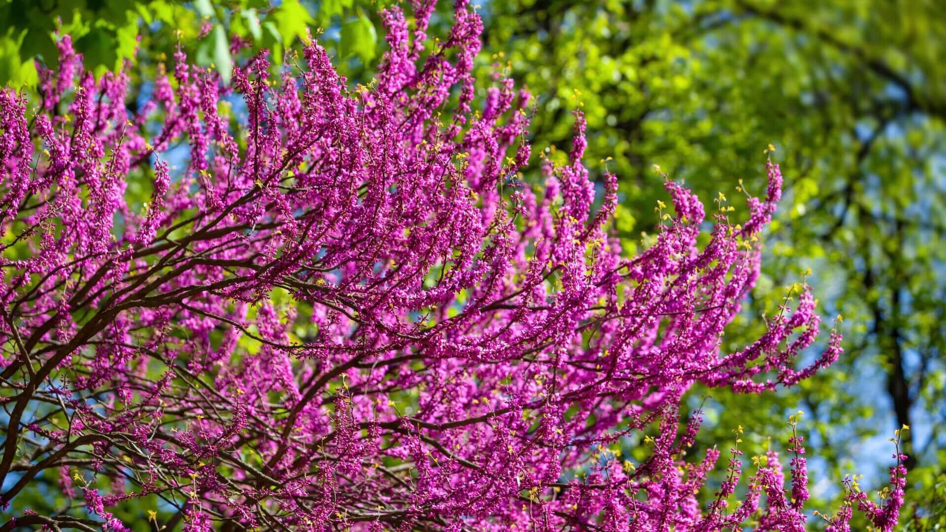 Vibrant magenta redbud tree with dense blossom clusters on slender branches