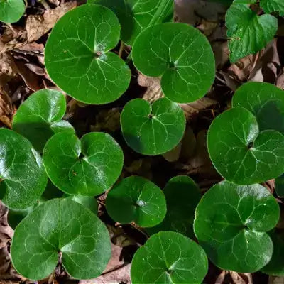 Vibrant green heart-shaped leaves of European ginger with glossy veins