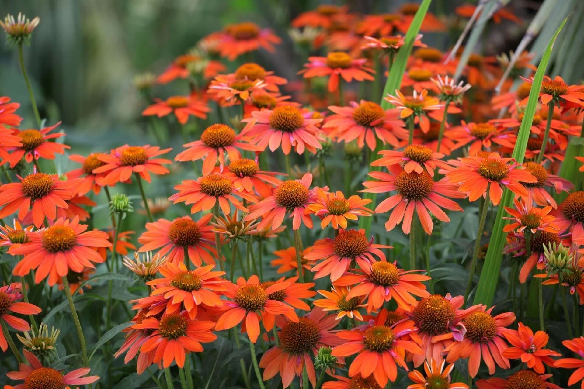 Full Sun Perennials for a Stunning Garden