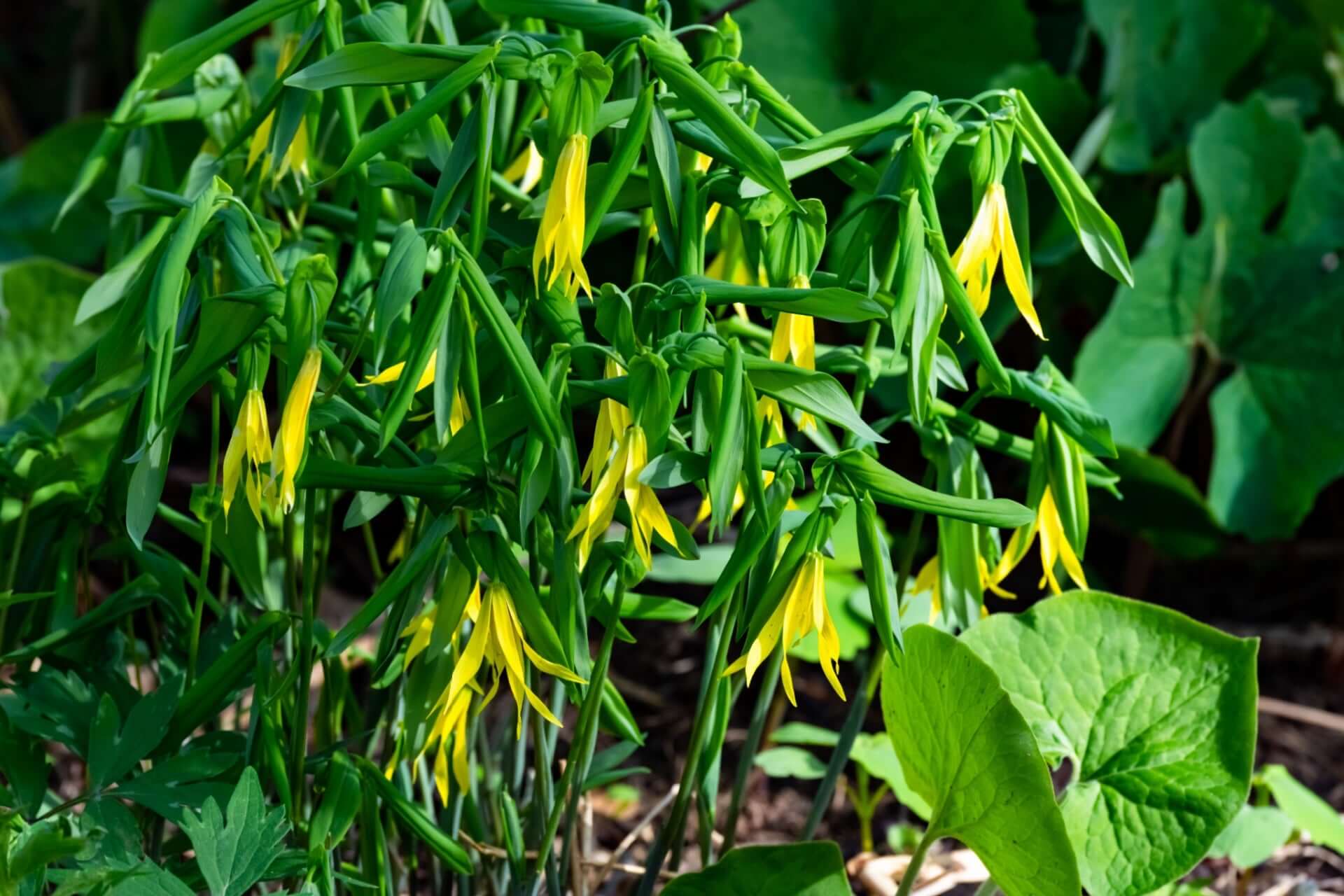 Vibrant yellow bellflowers hanging from slender green stems in lush foliage