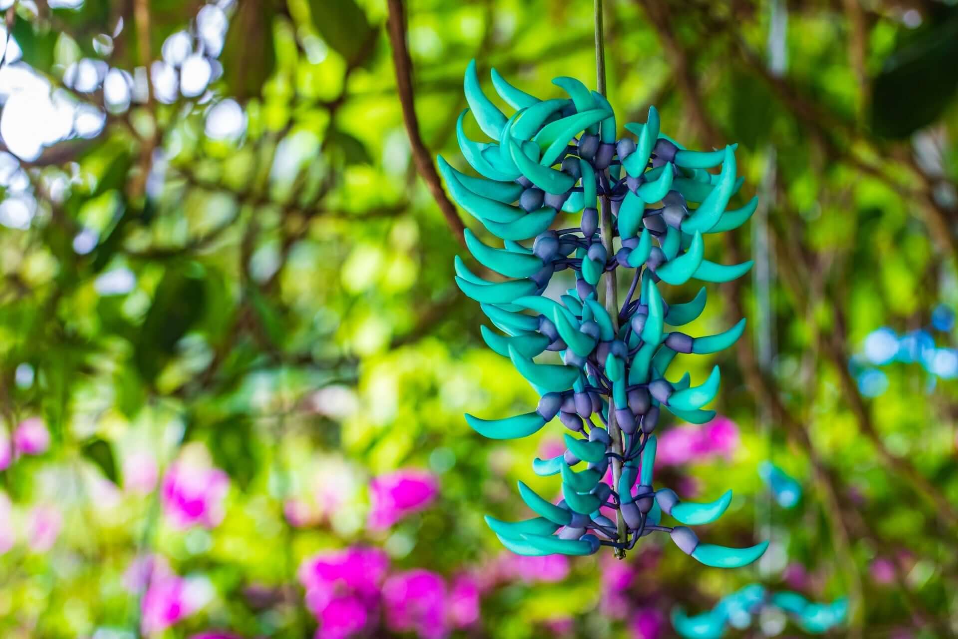Vibrant turquoise and purple jade vine in lush garden oasis