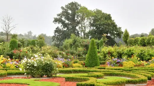 Lush green hedges in geometric patterns beautify flower-filled garden