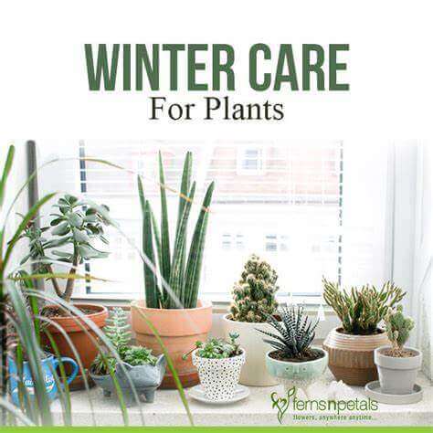 Potted succulents and cacti prepped for winter on windowsill
