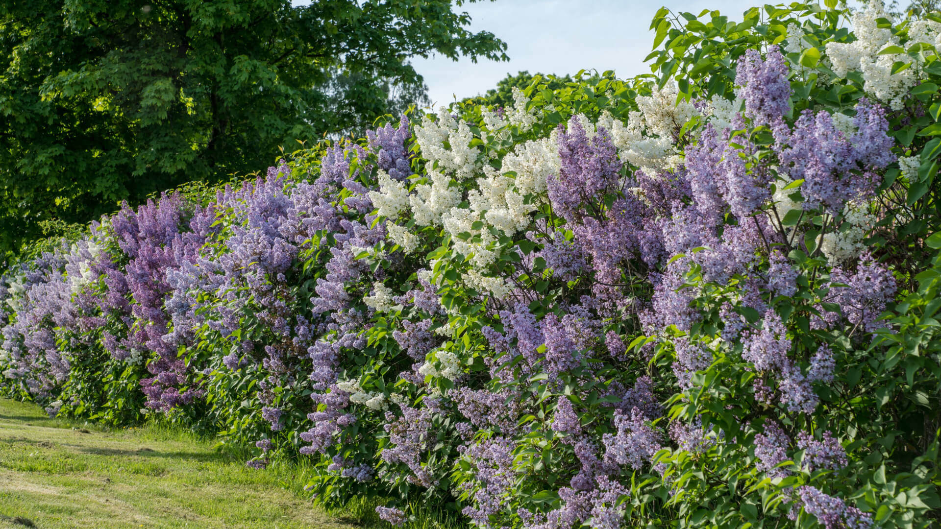 Vibrant lilac hedge with purple and white blossoms in native shrub landscaping