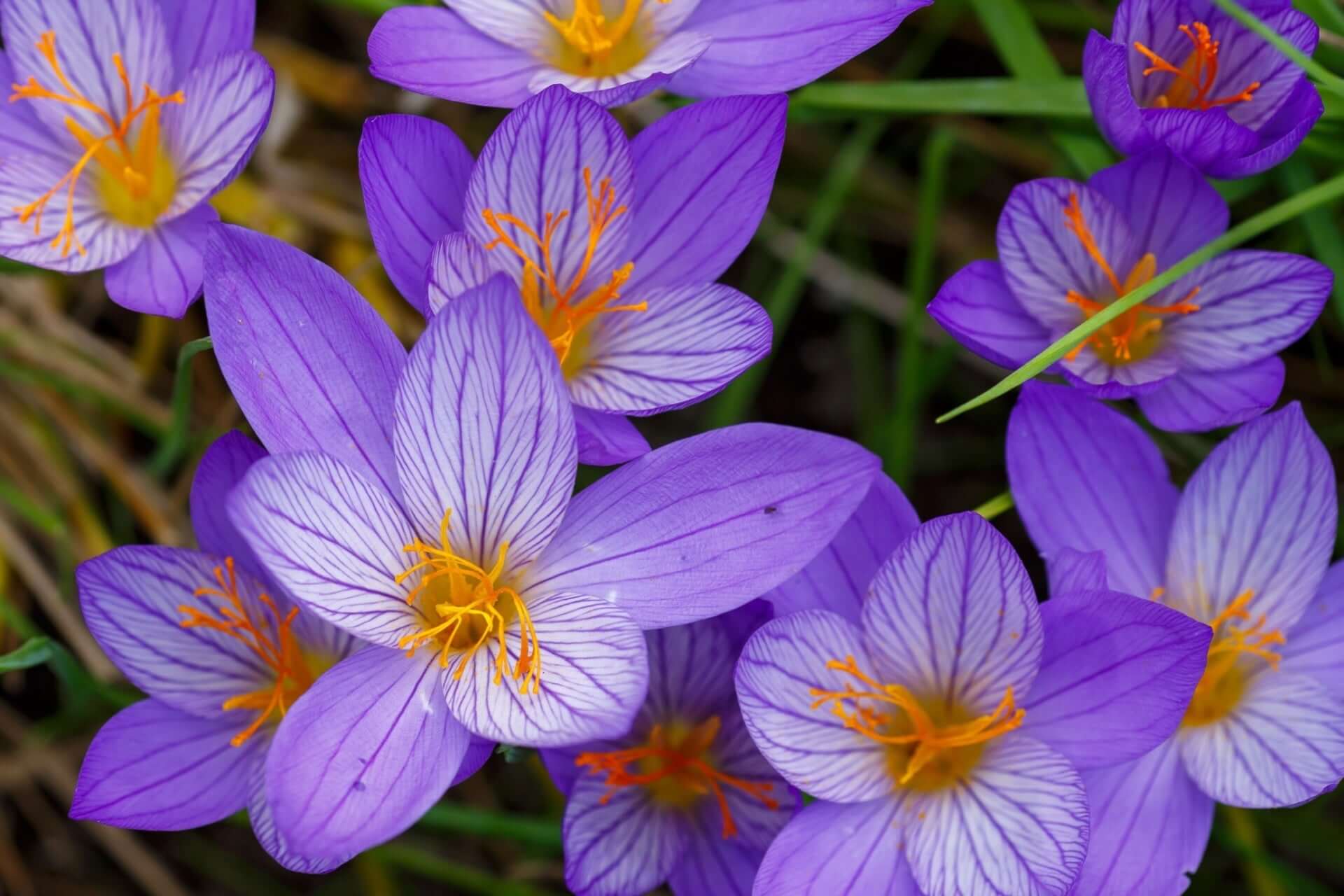 croci plant