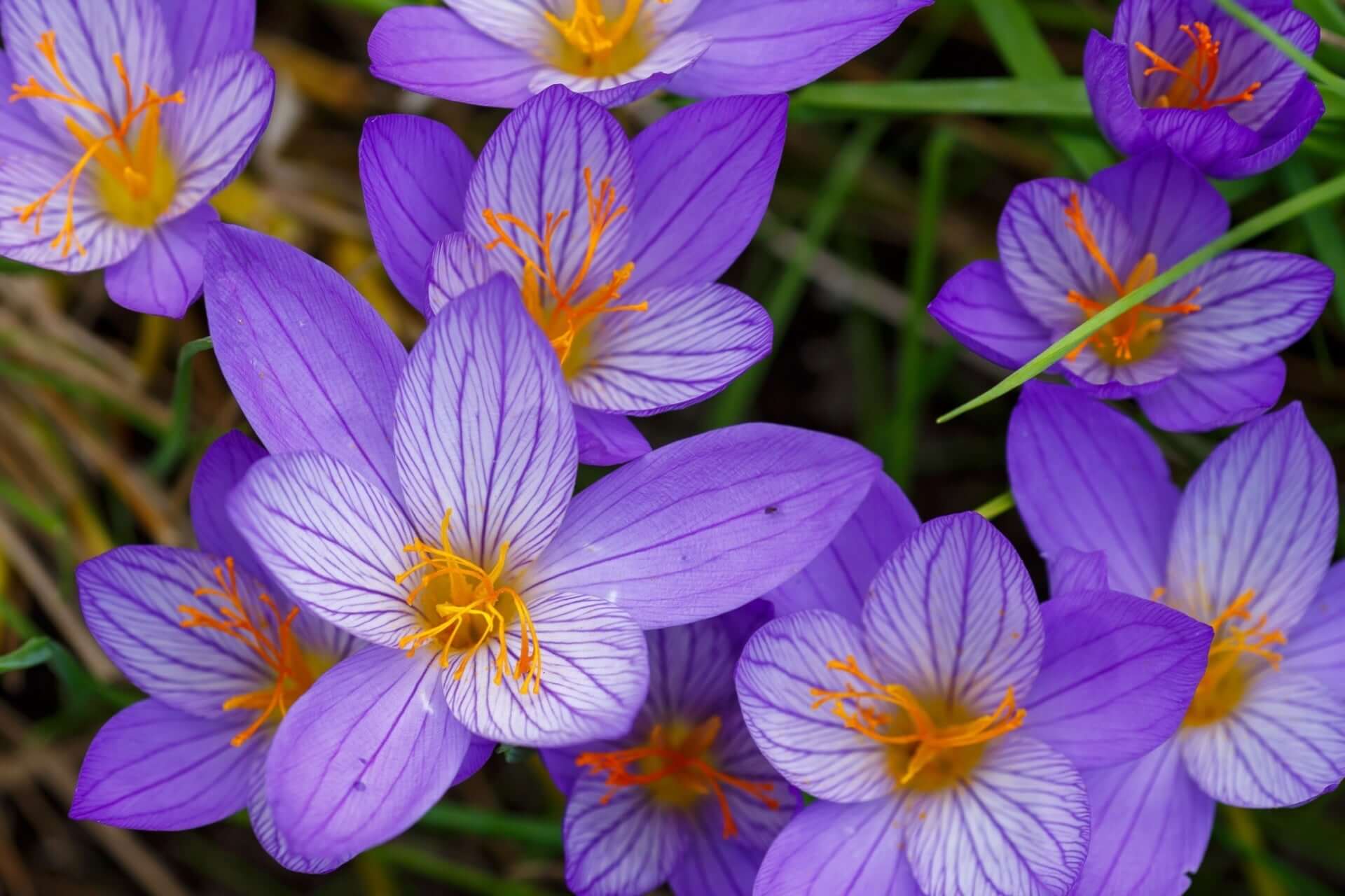 Purple crocuses with white stripes and orange centers, early spring beauties