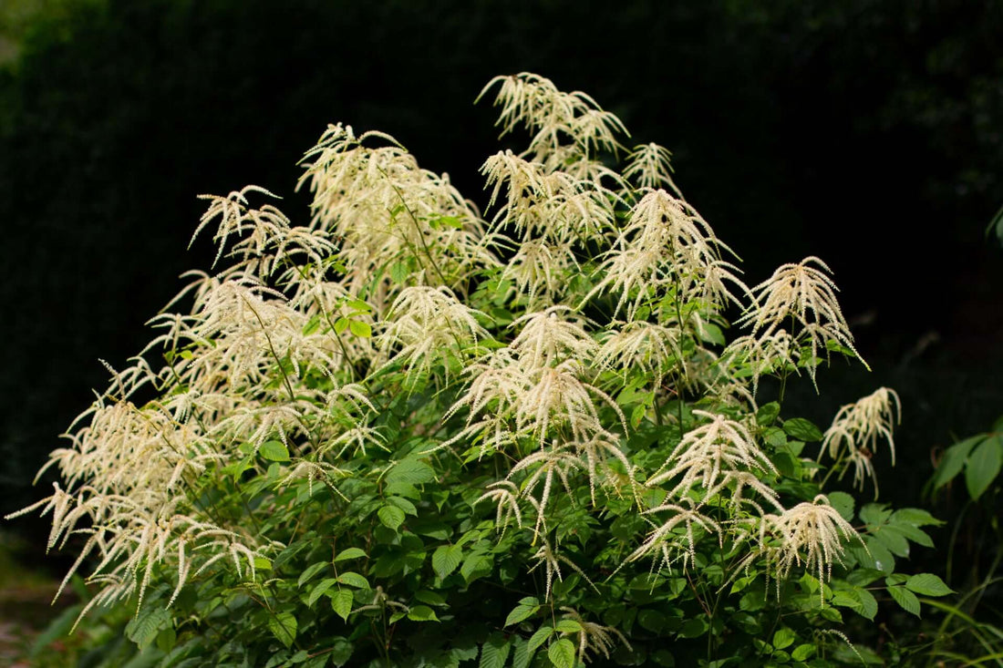Lush green Goat’s Beard bush with feathery white plumes