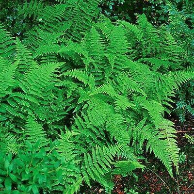 Lush green hay-scented fern fronds with feathery leaves on forest floor