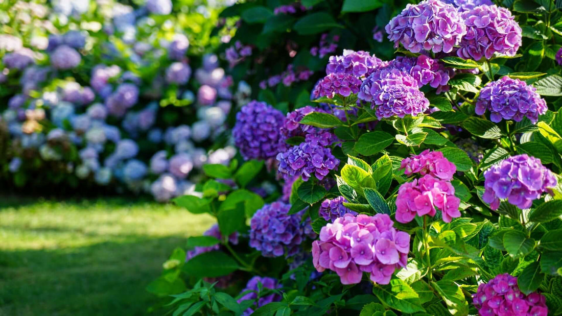 Vibrant purple and pink hydrangea blossoms for autumn pruning