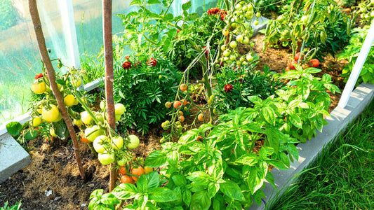 Lush basil and tomato vines thrive in organic sunlit greenhouse garden