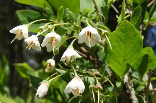Deerberry cluster of delicate white bell-shaped flowers on green branch