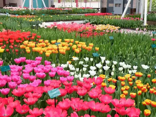Vibrant pink, red, yellow and white tulips blooming in lush green field for landscape therapy.