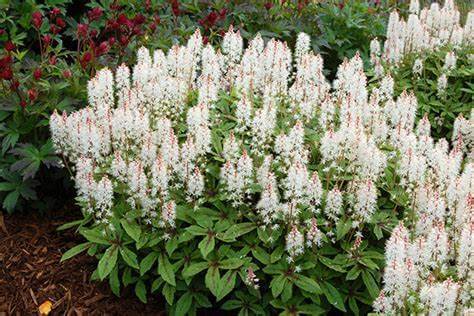 Lush white perennial flowers with feathery blooms and glossy green leaves