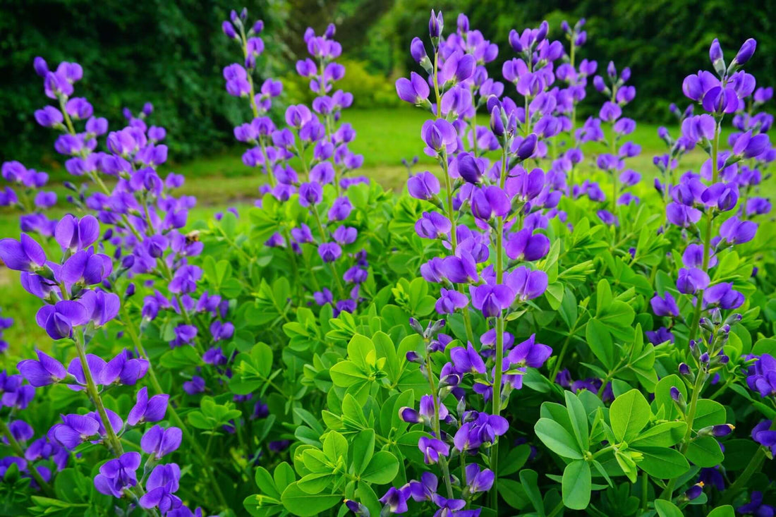 Purple lupine flowers in vibrant field amid lush green foliage for false indigo gardening