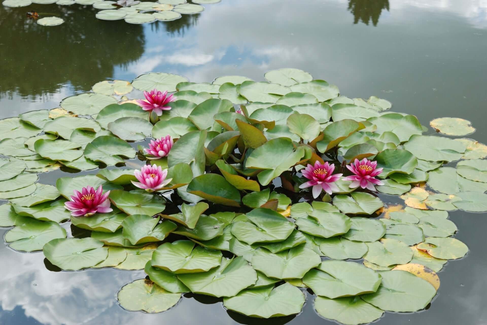 Pink water lilies with yellow centers bloom among green lily pads in timeless pond garden.