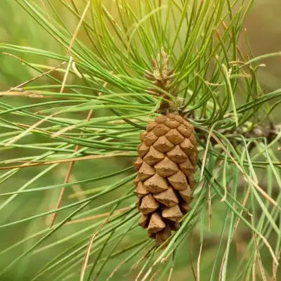 Brown Virginia pine cone with scaly texture among green needles