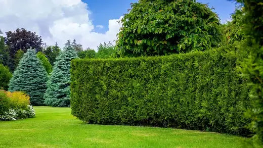 Vibrant privet hedge from TN Nursery, lush green and neatly trimmed