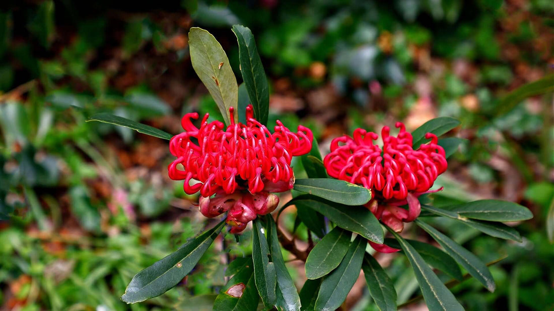 Native red flower with vibrant curled petals and glossy green leaves attracts pollinators