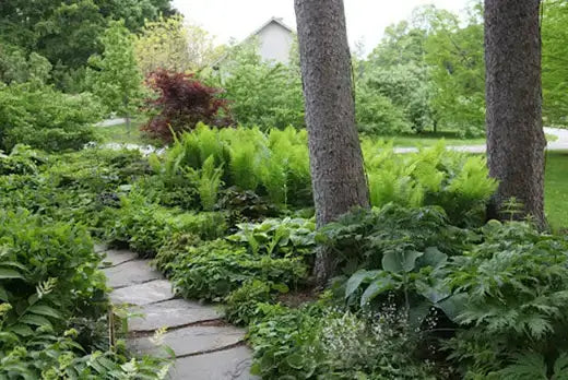 Winding stone path through lush native ferns garden from TN Nursery