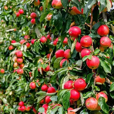 Healthy ripe red apples on vibrant tree amid lush green leaves