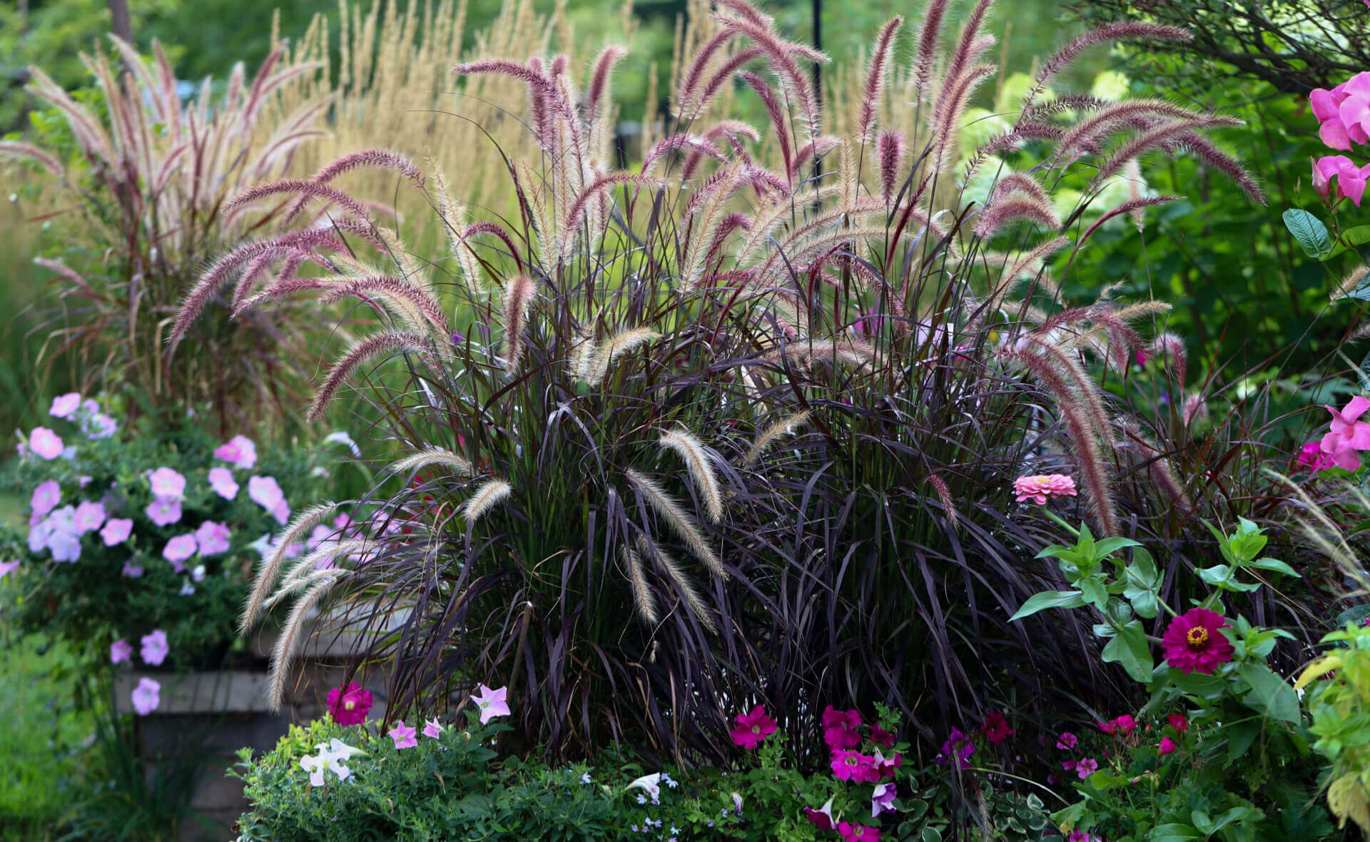 Purple gold fountain grass sways with pink flowers in lush garden bed