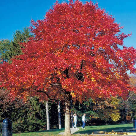 Vibrant red maple tree with fiery foliage against blue sky