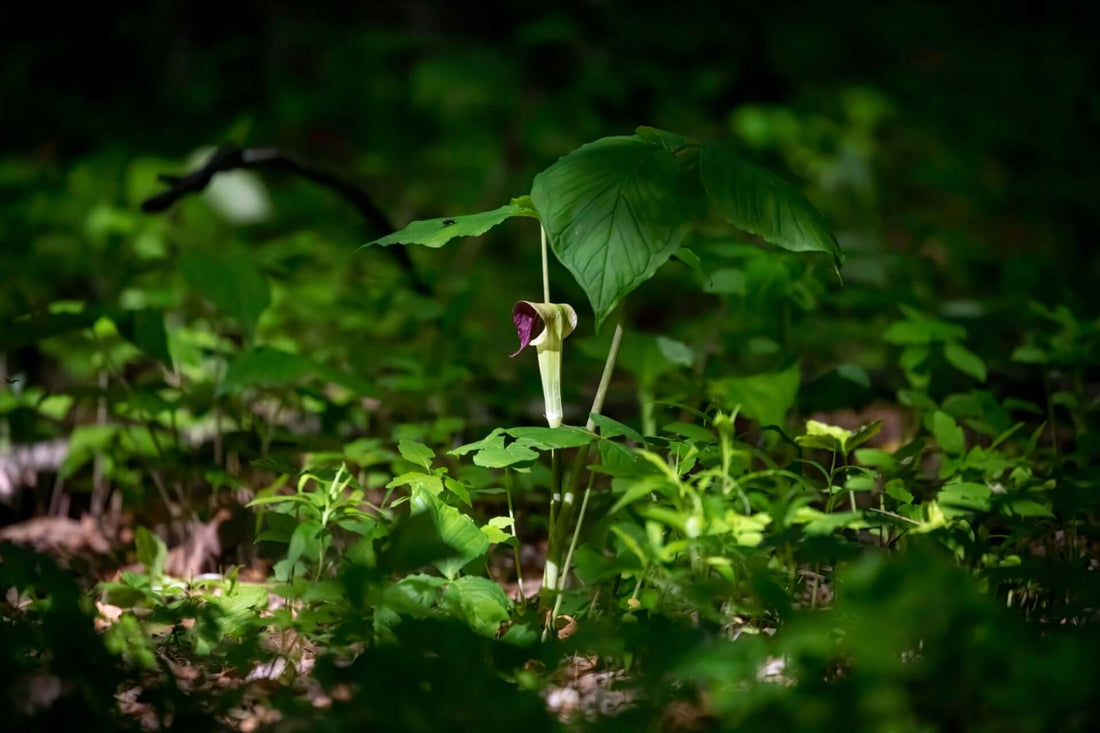 Delicate purple cream arum lily blooming among lush forest foliage