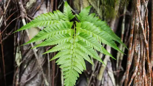 Vibrant green fern leaf with feathery fronds, advantage of planting ferns
