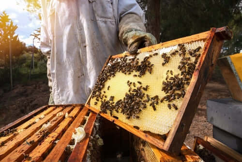 Wooden honeycomb frame with bees and golden honey cells