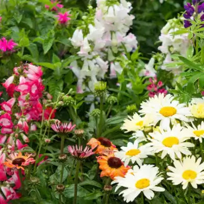 Vibrant early blooming perennials with pink, white, orange flowers in lush garden.