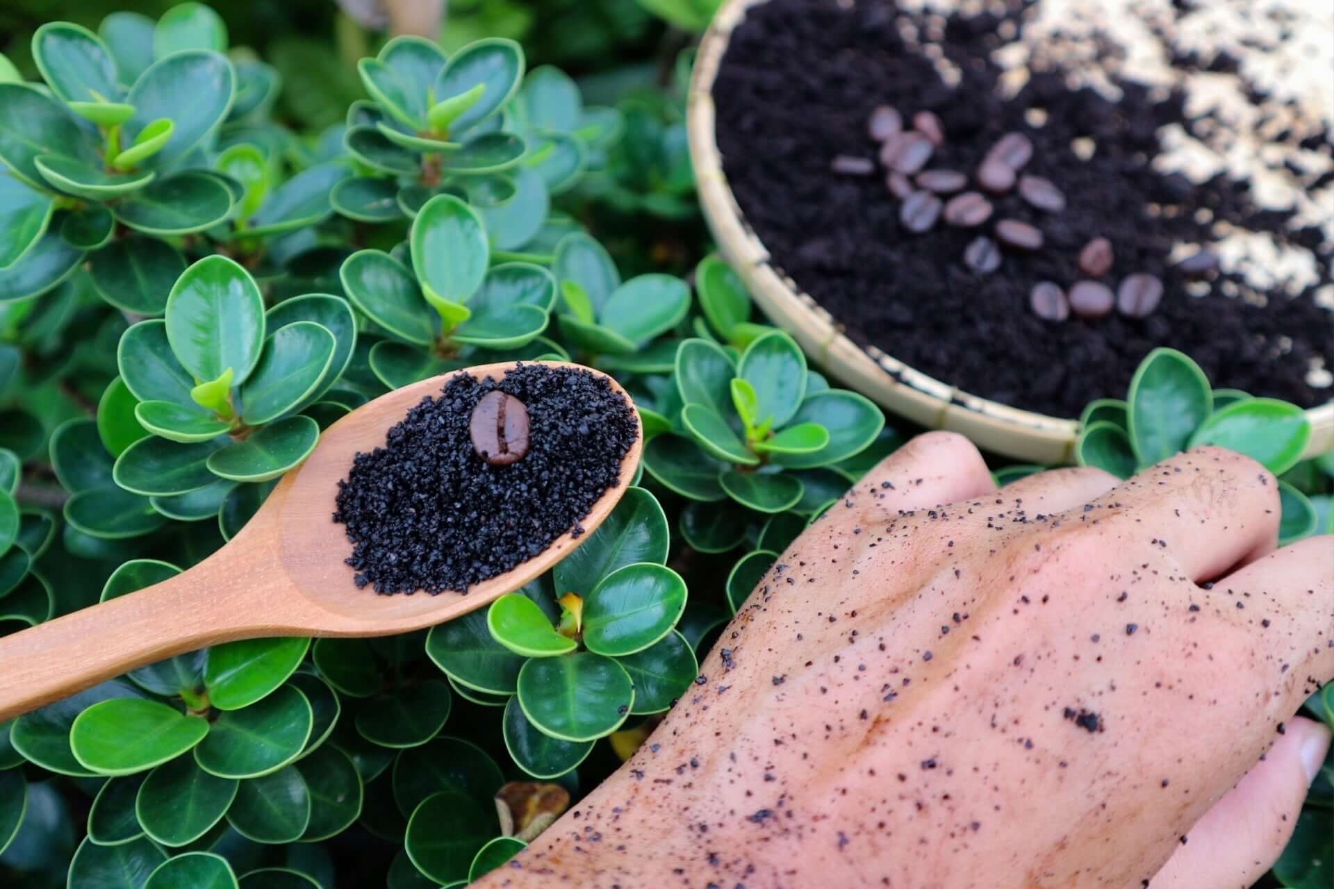 Wooden spoon of dark coffee grounds with whole bean for native plants