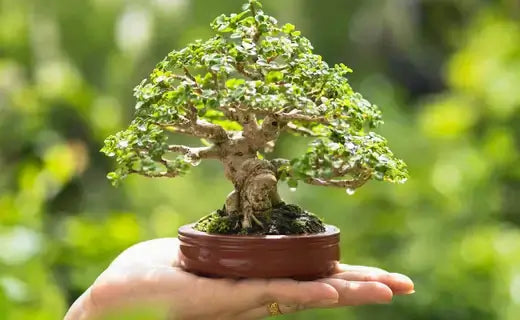 Miniature bonsai tree with lush green foliage in terracotta pot