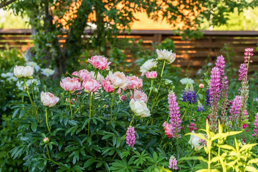 Vibrant zone 5 garden with pink peonies, purple lupines, blue flowers