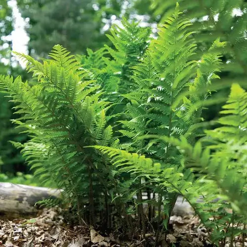 Lush green ferns with feathery fronds perfect for sunny areas