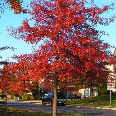 Vibrant red Pin Oak tree with dense foliage against blue sky