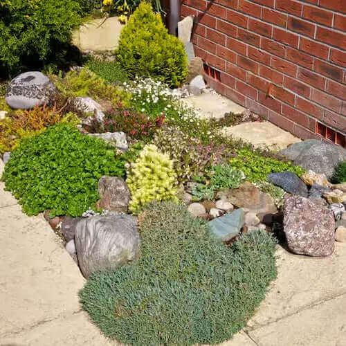Lush low-growing green groundcover for home landscaping ideas