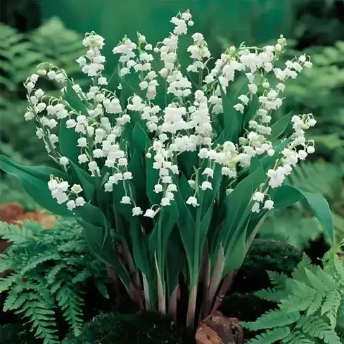 Lush white lily-of-the-valley flowers for dividing perennials