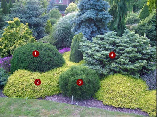 Lush rounded green shrub for Tn Nursery privacy borders