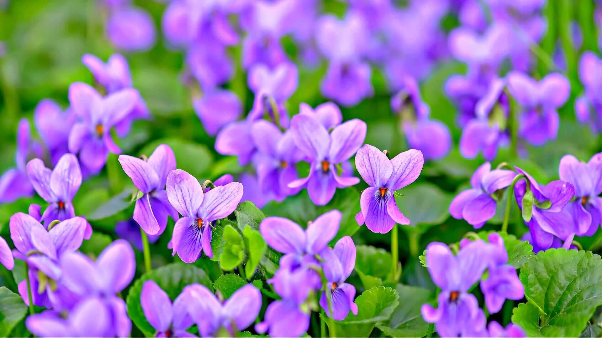 Vibrant field of natures delicate purple violet treasures