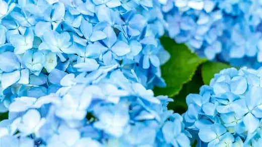 Vibrant blue hydrangea blossoms in shrubs natures multifaceted wonders