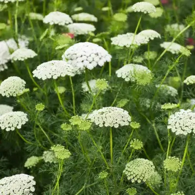 Delicate white queen Annes lace in TN Nursery bishops plant field