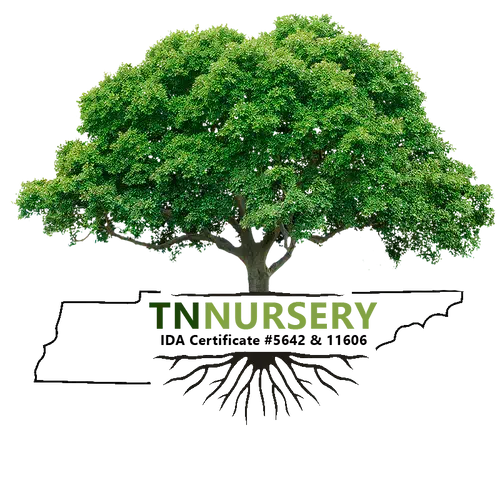 Lush full-bodied green tree with thick trunk, Tennessee Wholesale Nursery